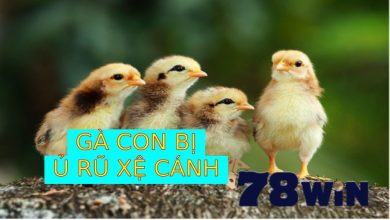 Gà con bị ủ rũ xệ cánh